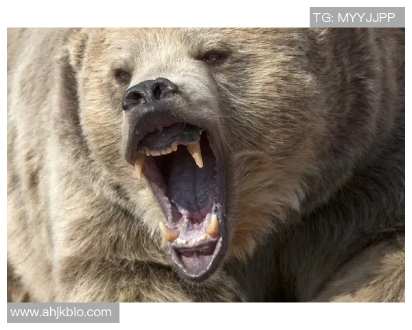 技术统计:灰熊近5场表现一览